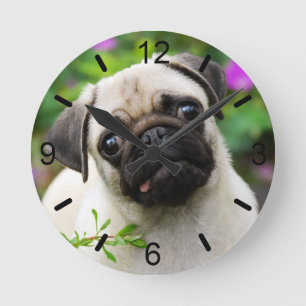 Niedlich Fawn Color Mops Welpe Dog Portrait Wählsc Runde Wanduhr