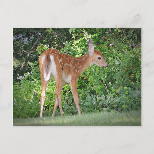 Niedlich Fawn Postkarte