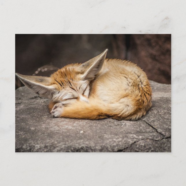 Niedlich Fennec Fox Postkarte (Vorderseite)