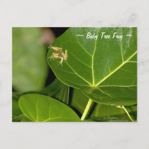 Niedlich Florida winziger Baumkronenfrosch Postcar Postkarte
