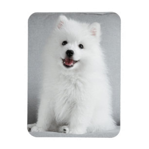 Niedlich fluffy Japanese Spitz Welppy Magnet
