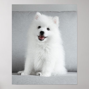 Niedlich fluffy Japanese Spitz Welppy Poster