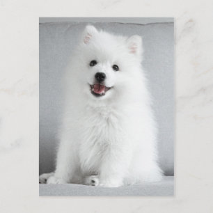 Niedlich fluffy Japanese Spitz Welppy Postkarte