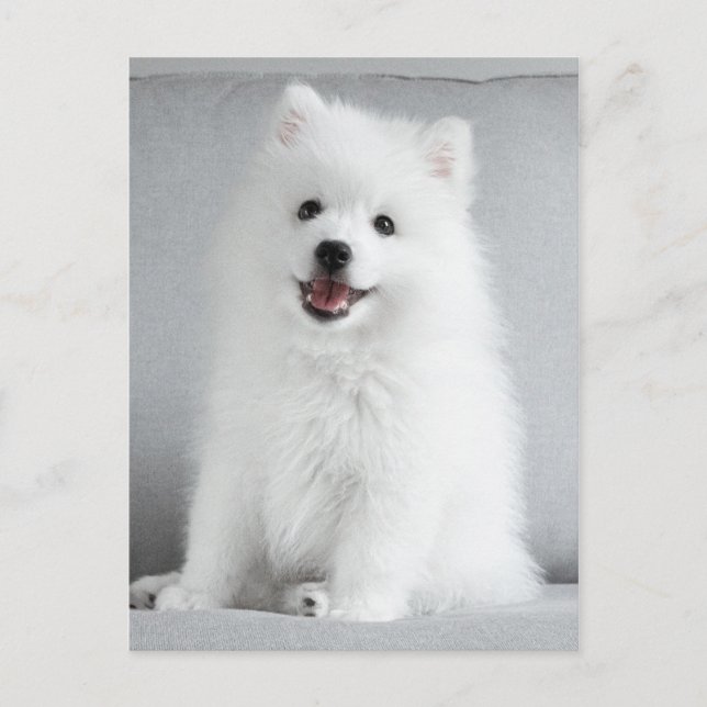 Niedlich fluffy Japanese Spitz Welppy Postkarte (Vorderseite)