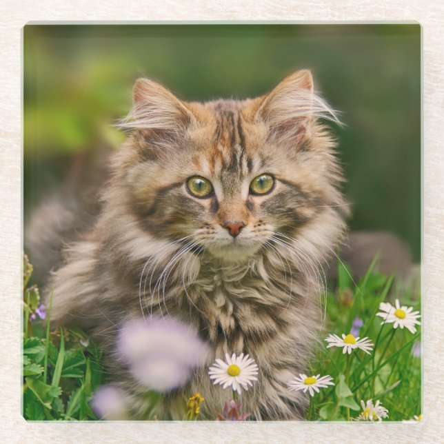 Niedlich Fluffy Maine Coon Kitten Katze in Blume F Glasuntersetzer (Vorderseite)