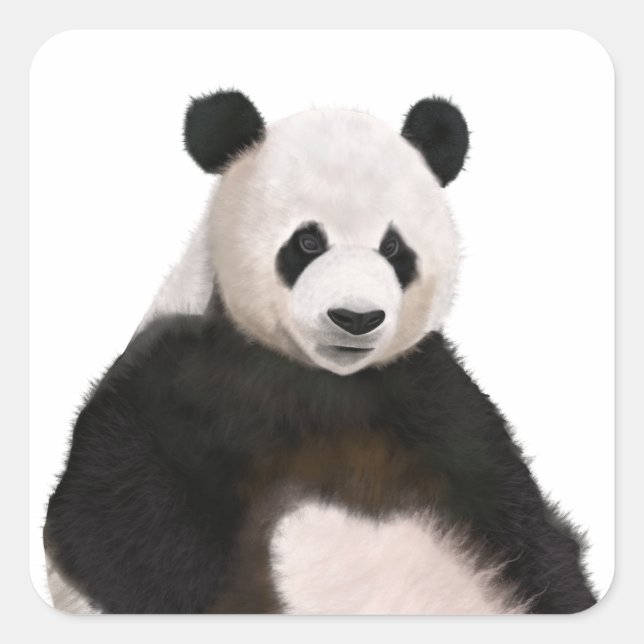 Niedlich Fluffy Panda Bear Quadratischer Aufkleber (Vorderseite)