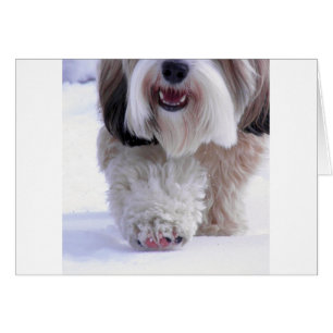 Niedlich Fluffy Tibetan Terrier Snow Paw
