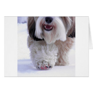 Niedlich Fluffy Tibetan Terrier Snow Paw