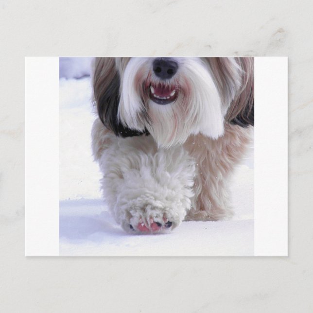 Niedlich Fluffy Tibetan Terrier Snow Paw Postkarte (Vorderseite)