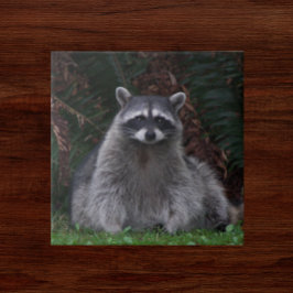 Niedlich Forest Raccoon Wildlife Foto Fliese