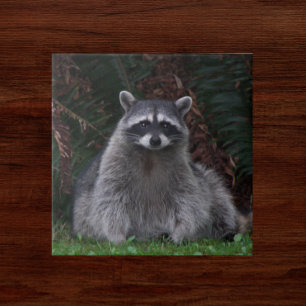 Niedlich Forest Raccoon Wildlife Foto Fliese