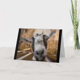 Niedlich Friendly Brown and Black Nubian Goat Foto Karte