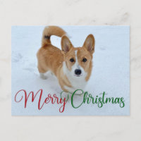 Niedlich frohe Weihnachts-Corgi mit Schwanz im Sch