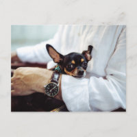 Niedlich & Funny Chihuahua Postkarte