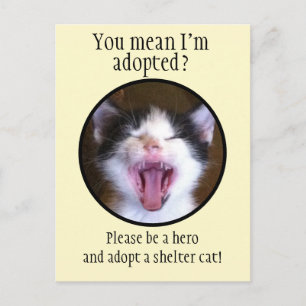 Niedlich Funny Kitten Foto Adoptierte eine Shelter Postkarte