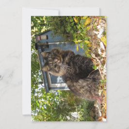 Niedlich Funny Maine Coon Kitty Cat