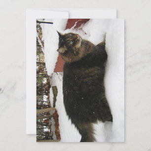 Niedlich Funny Maine Coon Kitty Cat Cold Toes