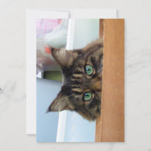 Niedlich Funny Maine Coon Kitty Flüchtige Blick a 