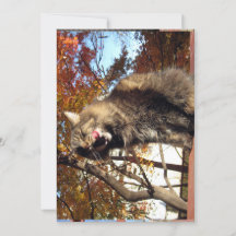 Niedlich Funny Maine Coon Kitty Köstlich