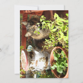 Niedlich Funny Maine Coon Kitty Rustic