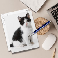 Niedlich Funny Pellet Kätzchen Schwarz-Weiß Katze