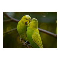 Niedlich-Gelbe Budgie-Vögel auf einer Baumzweigung