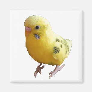 Niedlich-Gelbes Parakeet Freundliches Pet Bird Fot Magnet