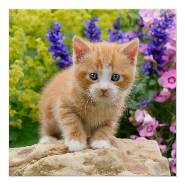 Niedlich Ginger Cat Kitten Blumengarten Fotografie Poster (Vorderseite)