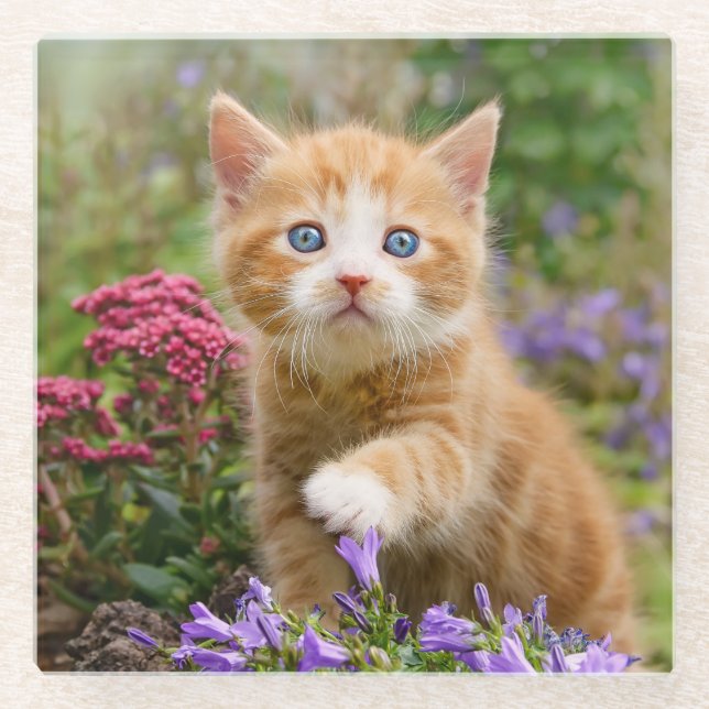 Niedlich Ginger Cat Kitten - Garden Funny Foto - Glasuntersetzer (Vorderseite)