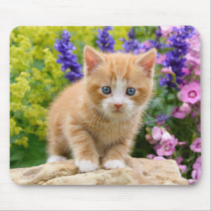 Niedlich Ginger Cat Kitten im Blumengarten Portrai Mousepad