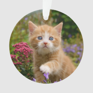 Niedlich Ginger Cat Kitten im Garden Foto Portrait Ornament