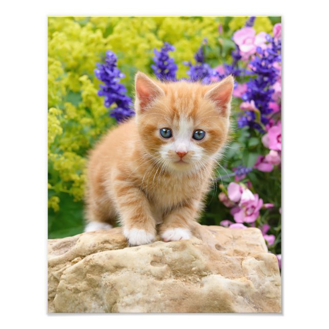Niedlich Ginger Cat Kitten in einem Blumengarten - Fotodruck (Vorne)