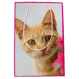 Niedlich Ginger Cat Kitten sieht Ihnen Portrait Fo Mittlere Geschenktüte