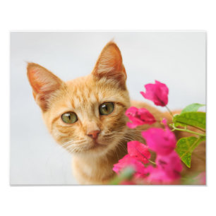 Niedlich Ginger Cat Kitten sieht Portrait - Fotodruck