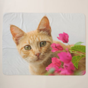Niedlich Ginger Cat Kitten Watching Eyes Head Foto Sherpadecke