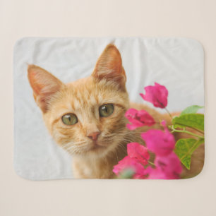 Niedlich Ginger Cat Kitten Watching Eyes Head Foto Sherpadecke