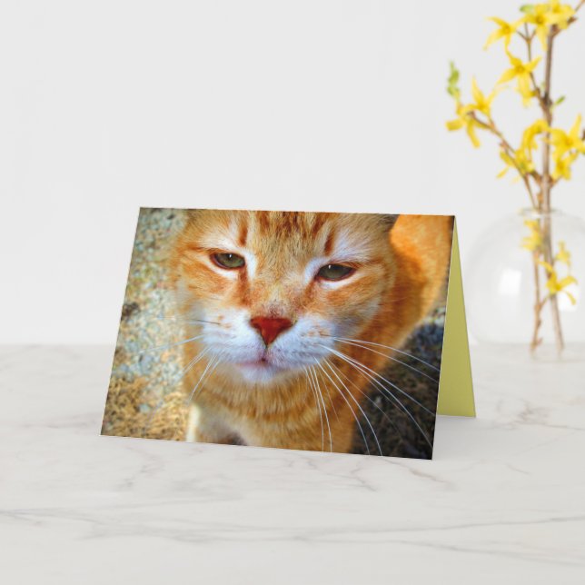 Niedlich Ginger Kitty Friendly Little Cat Karte (Gelbe Blume)