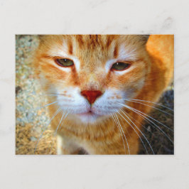 Niedlich Ginger Kitty Friendly Little Cat Postkarte
