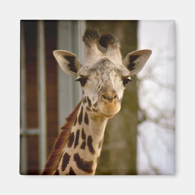 Niedlich Giraffe Foto Magnet (Vorne)