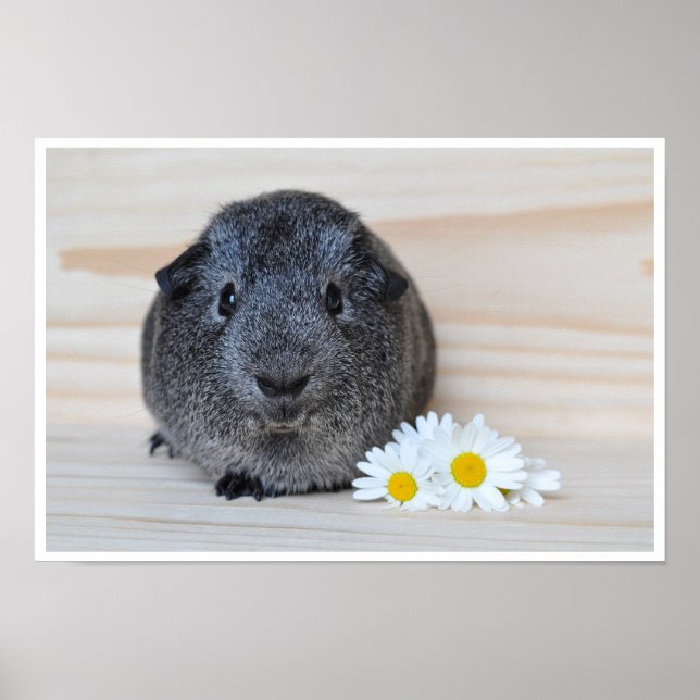 Niedlich, glatt, Sliver Agouti Guinea Schwein und  Poster (Vorne)