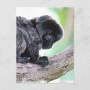 Niedlich Goeldi Postkarte