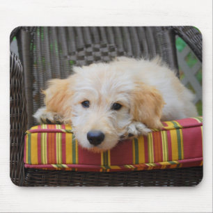 Niedlich Golden Doodle Puppy Mousepad