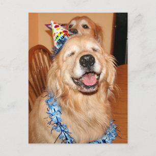 Niedlich Golden Retriever Birthday Wünsche Postkarte