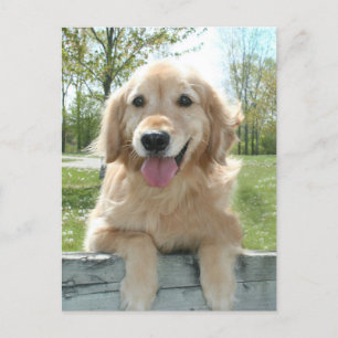 Niedlich Golden Retriever Dog on Fence Thinking Postkarte