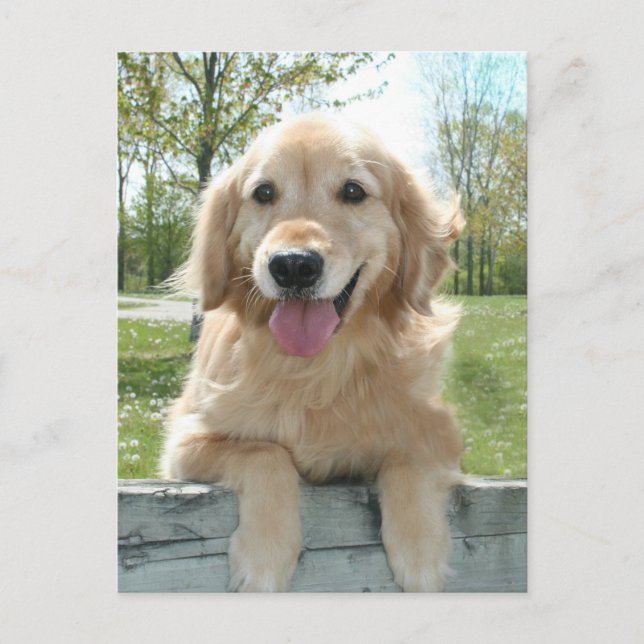 Niedlich Golden Retriever Dog on Fence Thinking Postkarte (Vorderseite)