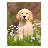 Niedlich Golden Retriever Doppy Welpe - Paperprint