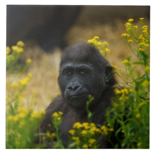 Niedlich Gorilla Baby Stone Fliese