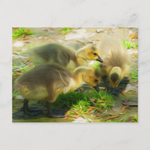 Niedlich Gosling Postkarte