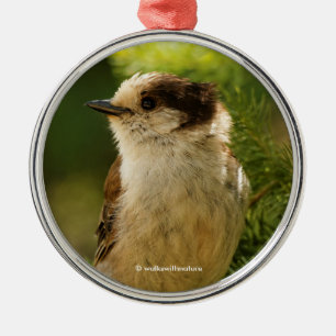 Niedlich Grau Jay Whiskeyjack Songbird Ornament Aus Metall