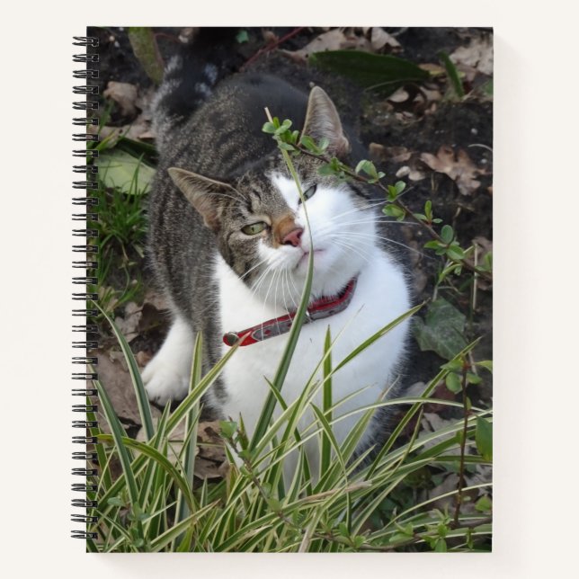 Niedlich-Grau-White-Cat-Notebook Notizbuch (Vorderseite)
